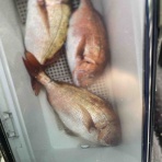 みなもと渡船のオフィシャルblog