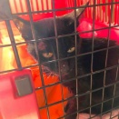 新人さんが入りました