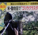 動物園で“ゴリラクラスター”　無症状感染の飼育員から１８頭が新型コロナに集団感染