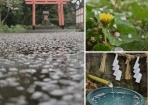 桜散る
