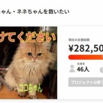 ニャンニャンみずほ　地域猫の会
