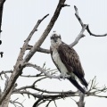2026年9月4日の野鳥公園