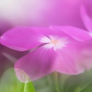 涼し気に