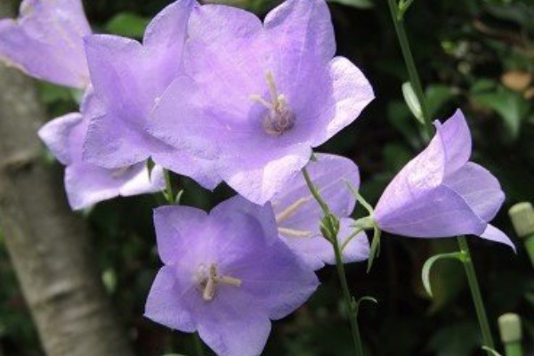 7月10日の誕生花 モモバギキョウの花言葉 誠実 カムとキクタンの大満足時代