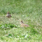花鳥いろいろ 四季の野鳥