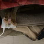 だいちゃんとはなちゃんの猫日記