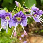 祇園からお江戸にノボル (山行・温泉 開放備忘録)
