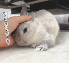 うさぎのルリ(8/10追記)