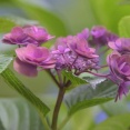 【画像】いい天気だから蜂を撮る🐝📸