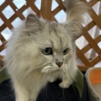 猫カフェ ねこまんまBlog