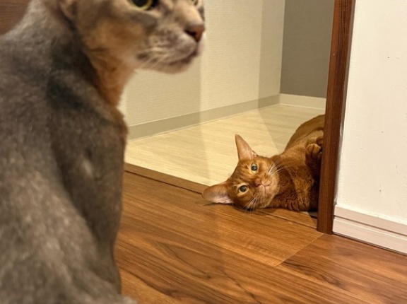 ひめちゃん、おかしな子