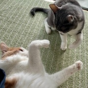 高齢猫と若い猫のじゃれ合いとパンダの思い出