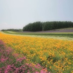 子宮頸がん２B２期 治療３ヶ月で経過観察へ