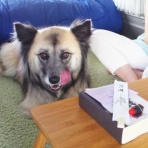 保護犬☆一星14年間の物語