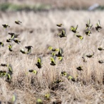 種子島のブログ