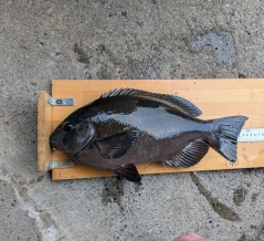 12月20日　検量情報