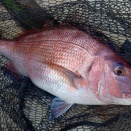 マダイの季節がやってきた