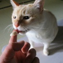 薬をトッピング