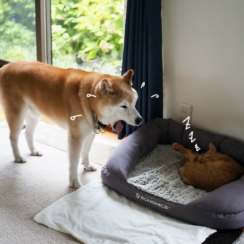そうなるよねぇ…