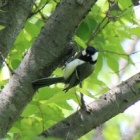 『令和6(2024)年5月21日の鳥さん Vol.1　八柱霊園で野鳥の観察･撮影 エナガがよく現る!!その他､留鳥の小鳥も結構登場!!』の画像