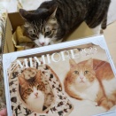 来年のカレンダーと嗅ぐ猫ら。