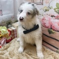 ボーダーコリーちゃん🐶