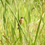 2025年10月3日の野鳥公園