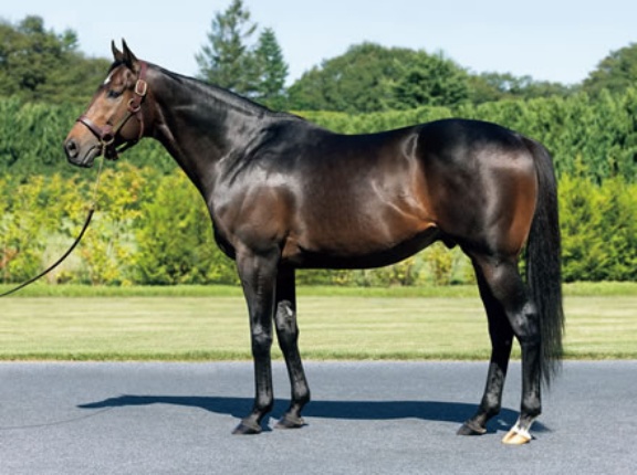 種牡馬サートゥルナーリアの評価は？
