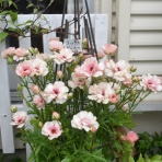 すみ子の小鳥が憩う手作りガーデン