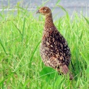 8月4日の野鳥観察　豊川市平尾
