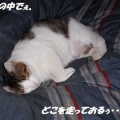 猫に小判を与えたら。 埋蔵金:千八百伍拾伍両 仮眠・・・ここはサービスぅエリアかぁっ!
