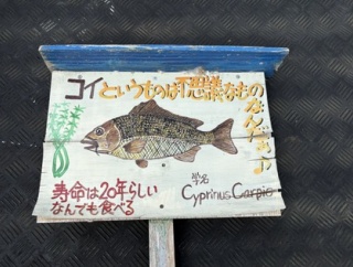 生き物看板には外来種も描きますよ〜