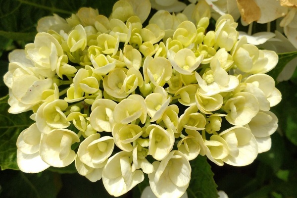 リザータおばさんの小さな森 薔薇 リザータおばさんの小さな森 薔薇