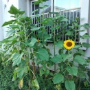 ◆プール◆夏の連休