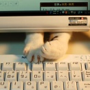 猫「筋トレしてんなぁ」