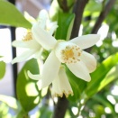 柚子の開花！息子夫婦に「スナップエンドウ」「20日大根」お裾分け！「サトイモ」の発芽確認！