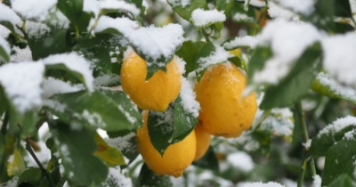 レモンを収穫しました♪