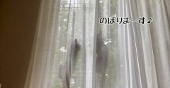 今年の脱走柵登り