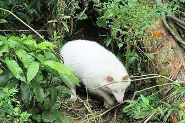 タヌキウォーカーズ野生動物探索日記 白い狸 タヌキウォーカーズ野生動物探索日記 白い狸