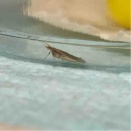 年末のご挨拶とコナガの若旅立ち（2025/12/31）