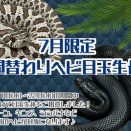 7月限定！週替わりヘビ目玉