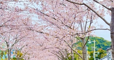 雨の鎌倉の桜