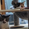 キャットタワーで　　なつ　あき　ふゆ　　はるちゃんは居なくて残念