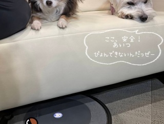 犬はルンバを怖がる？我が家のチワワは攻略法を見つけました。