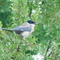 2026年7月17日の野鳥公園