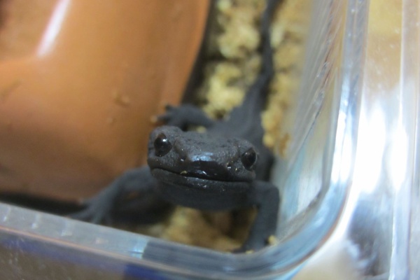 イモリブログ（イモリ・サラマンダーの飼育日誌ブログ