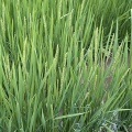 どんどん開花してます
