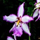 第37回 新宿御苑洋らん展へ⑨(2025年11月)