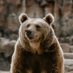 猟師「本当に強い熊は山にいる」←これ聞いて恐ろしい仮説を考えてしまったんだが