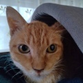 レン君の近況報告🐱